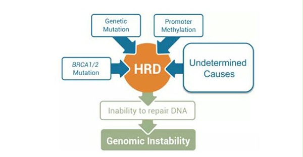 迈杰分享第04期：同源重组修复缺陷（HRD）状态分析